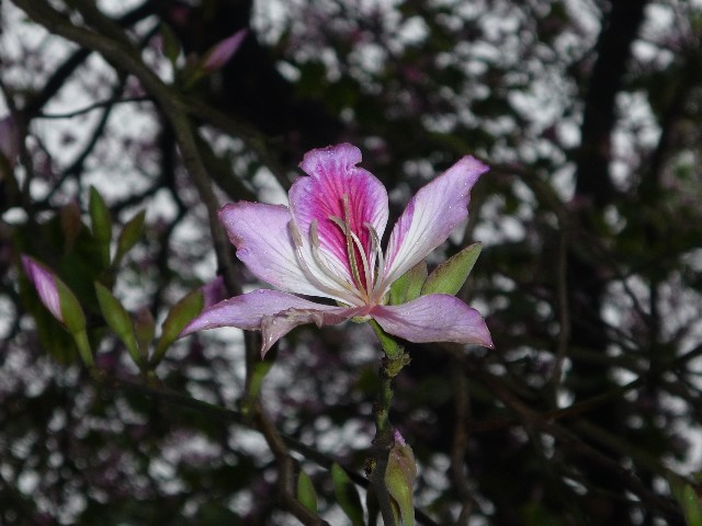 Flower on the flag of Hong Kong