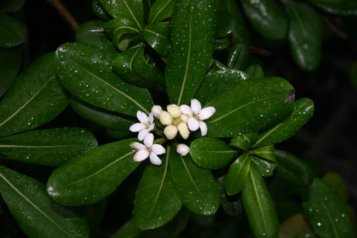 Four seasons Osmanthus