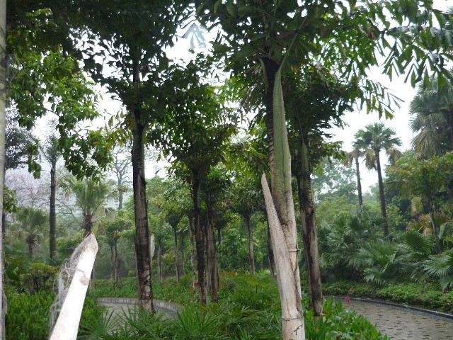 Funny large bamboo