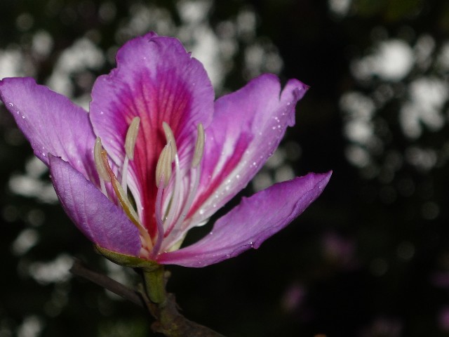Hong Kong flower again