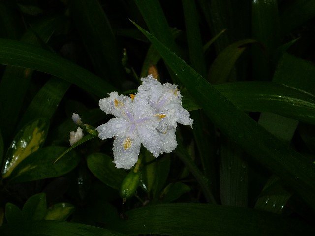 Iris