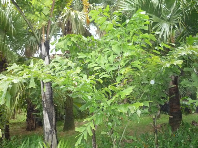 Large leafed bamboo