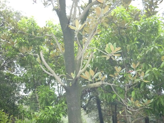 Magnolia grandiflora