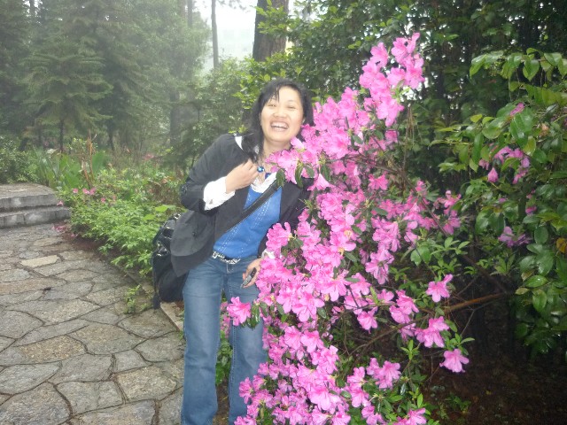 Rhodedendron Lily