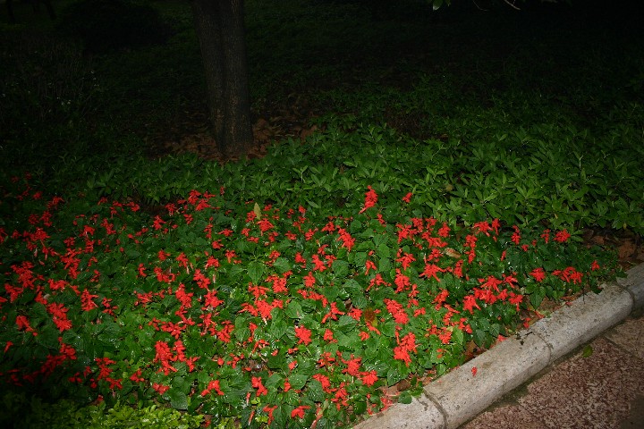 Salvias
