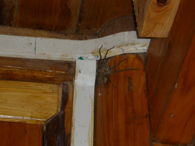 An extremely large spider