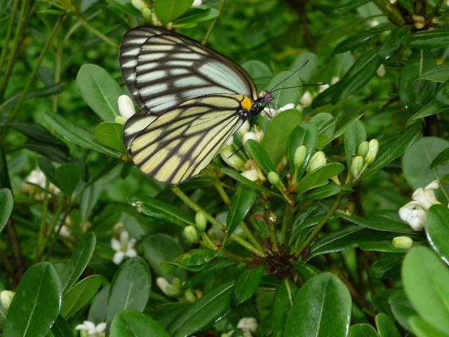 One of the many variety of butterflies in this valley on the scented four seasons osmanthus bush