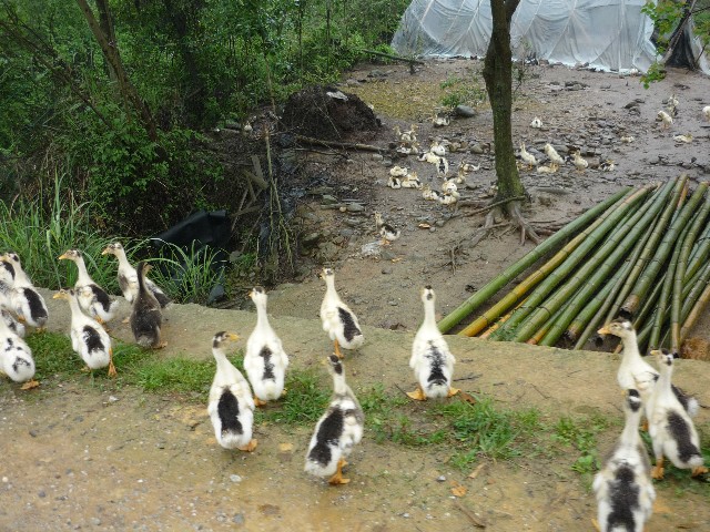 We passed many duck farms