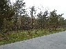 Another view of tree supports