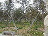 Interesting way of protecting trees