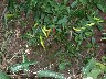 Chillies growing