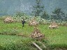 Farmer in a field