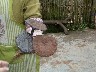 Here is the Lingzi they grow