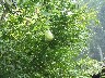 Squash growing
