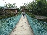 A Lily bridge over to Strawberry Island for lunch