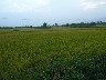 Rice fields
