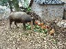 Water buffalo