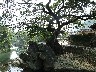 Banyan tree 1