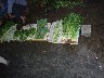 Herbs