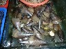 Huge mussels