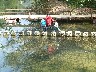Stepping stone bridge