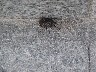 A little bug trying to hide