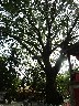 Banyan tree