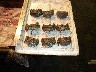 Crabs