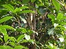 Little wren making a lot of noise