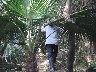 Men carrying long bamboo poles through the undergrowth