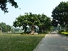 Banyan trees have been dug up from natural place and replanted in this park