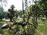 Bonsai trees