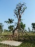 Recently planted banyan tree
