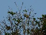 Red rumped bird