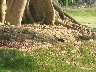Short tailed magpie