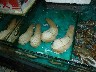 What are these
