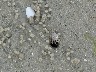 Beach is covered in little holes where tiny crabs come out with a sand ball frequently