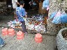 Croc sellers for seaside wear