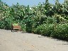 Banana plantation