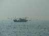 Fishing boat out at sea