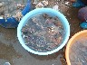 Large mussels