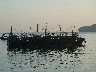 Raft of fishing boats