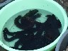 Sea cucumbers