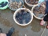Sea urchins