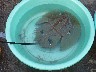 Sting Ray