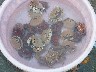 Strange crabs