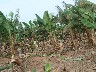 Banana plantation starting to grow again after hurricane