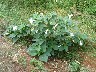 Datura growing wild