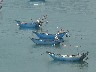 Fishing boats are blue