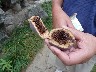 A strange fruit which is used by taking seeds grinding them then making a tea to cool the body
